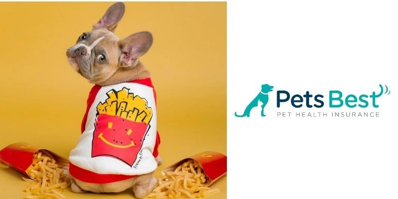 Pets Best - Best Pet Insurance For French Bulldogs 2023