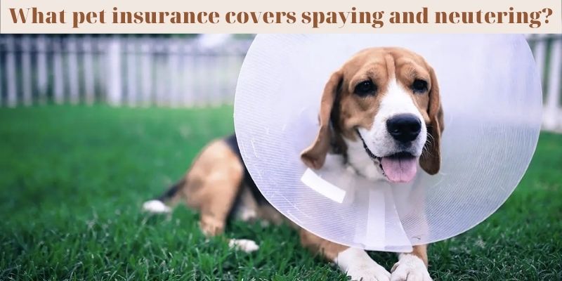 What pet insurance covers spaying and neutering?
