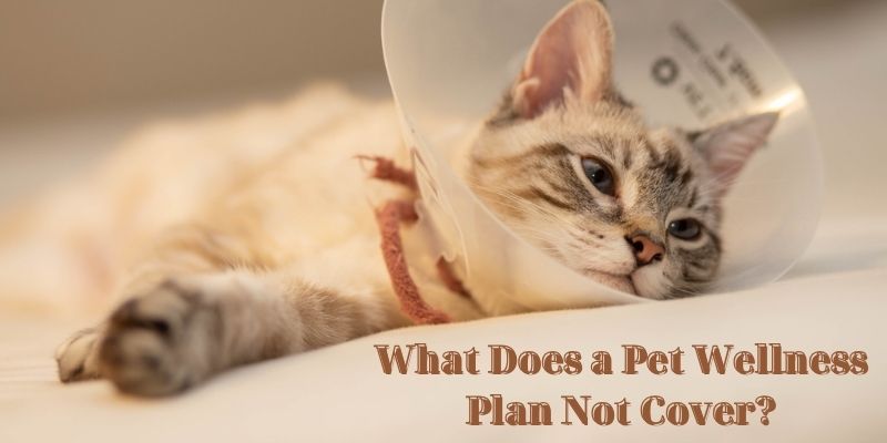 What Does a Pet Wellness Plan Not Cover? - What pet insurance covers spaying and neutering?