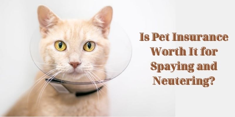 Is Pet Insurance Worth It for Spaying and Neutering? - What pet insurance covers spaying and neutering?
