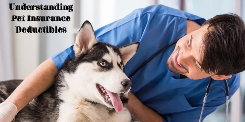 Understanding Pet Insurance Deductibles - How Does Pet Insurance Deductible Work?