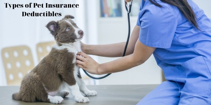 Types of Pet Insurance Deductibles - How Does Pet Insurance Deductible Work?