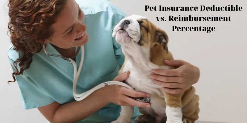 Pet Insurance Deductible vs. Reimbursement Percentage - How Does Pet Insurance Deductible Work?