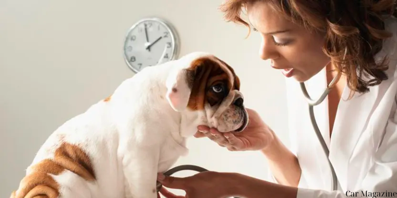 How to Become a Pet Insurance Agent