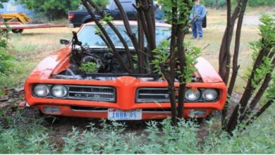 Photo of The Surprise From The 1969 Pontiac Gto Left Behind The Tree.