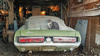 Photo of 1967 Shelby GT-500 Mustang Barn Find