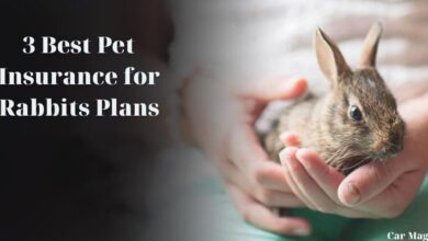 Photo of 3 Best Pet Insurance for Rabbits Plans