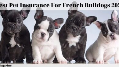 Photo of Best Pet Insurance For French Bulldogs 2023