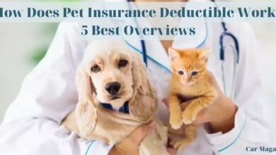 Photo of How Does Pet Insurance Deductible Work? 5 Best Overviews